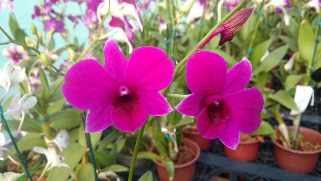 Affordable Plant Shopping