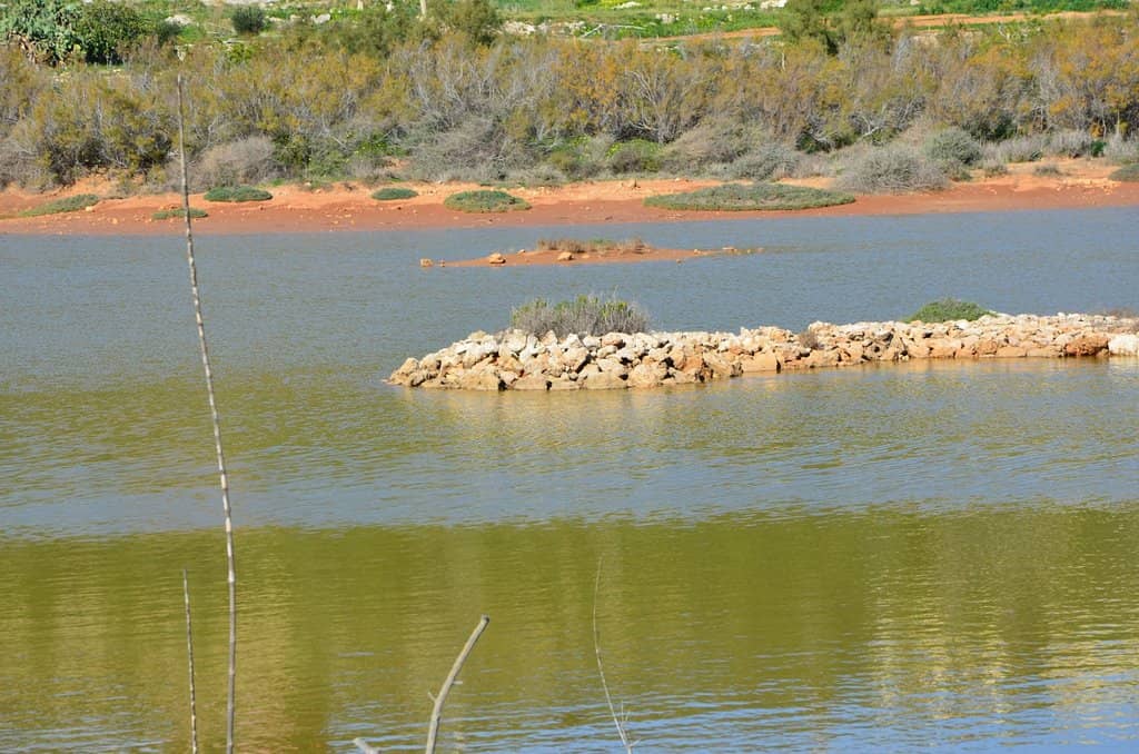 Migratory Bird Spectacle