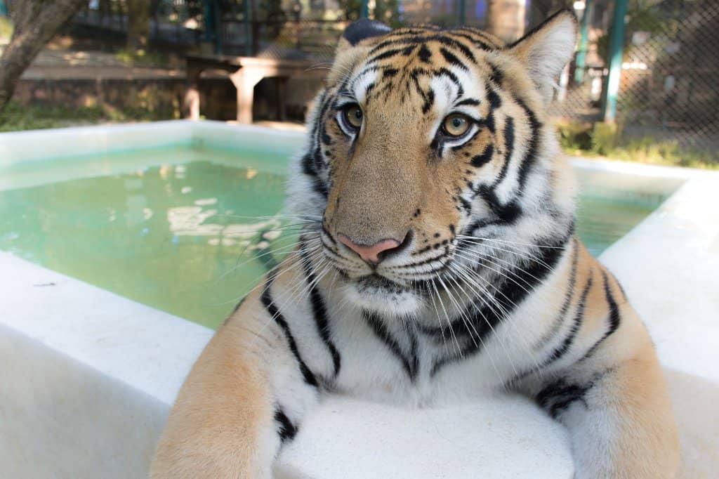 Encounter Giant Tigers