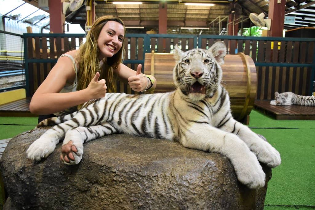 Interact with Tiger Cubs