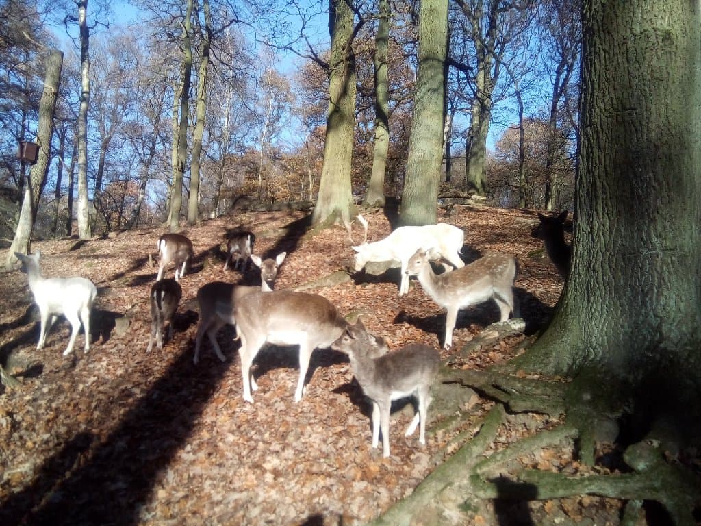 Damwild