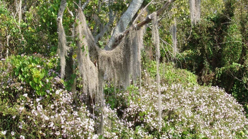 Pontoon Boat Rentals