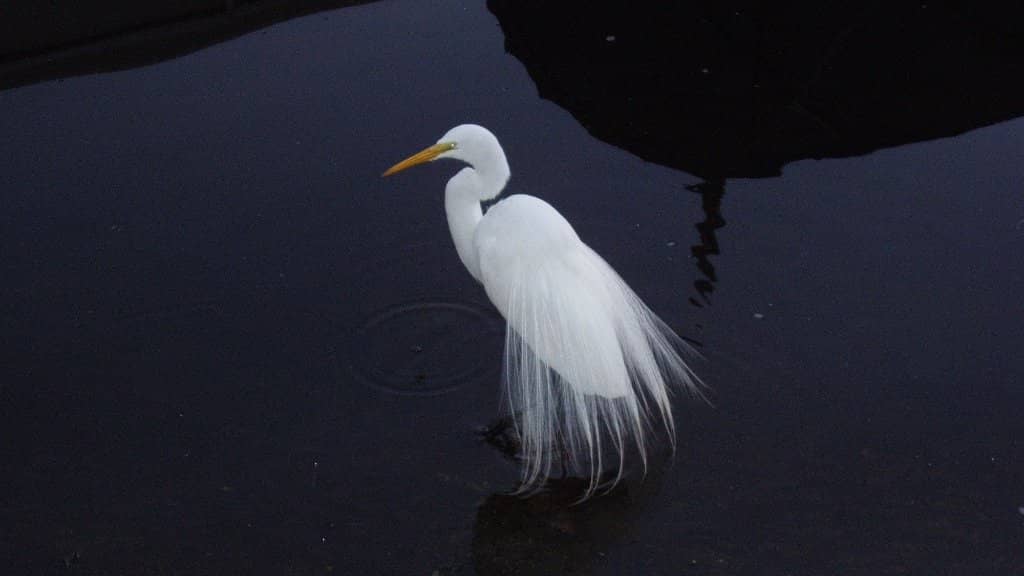 Pontoon Boat Rentals