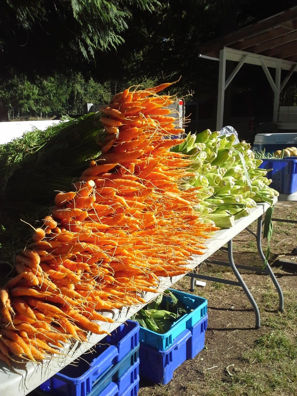 Carrots and Corn, piled high and ready to eat.