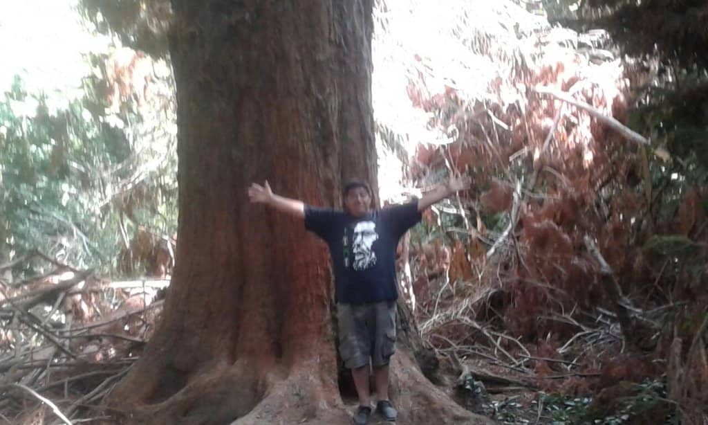 Medicinal Plants Section