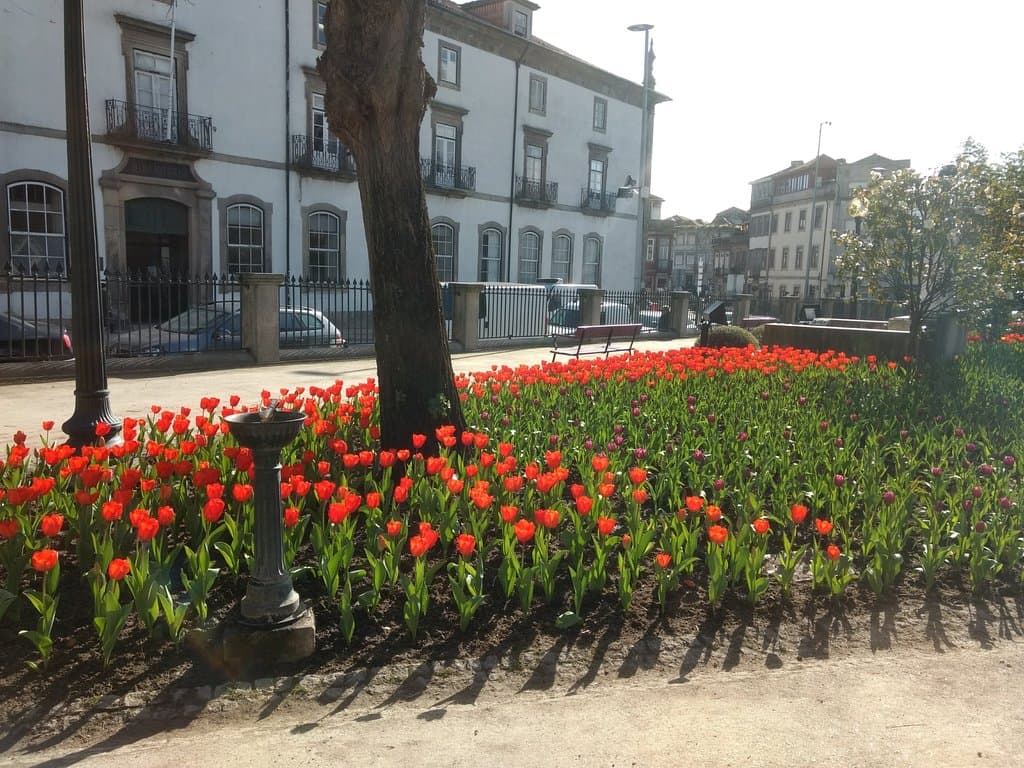 Foram todas replantas recentemente