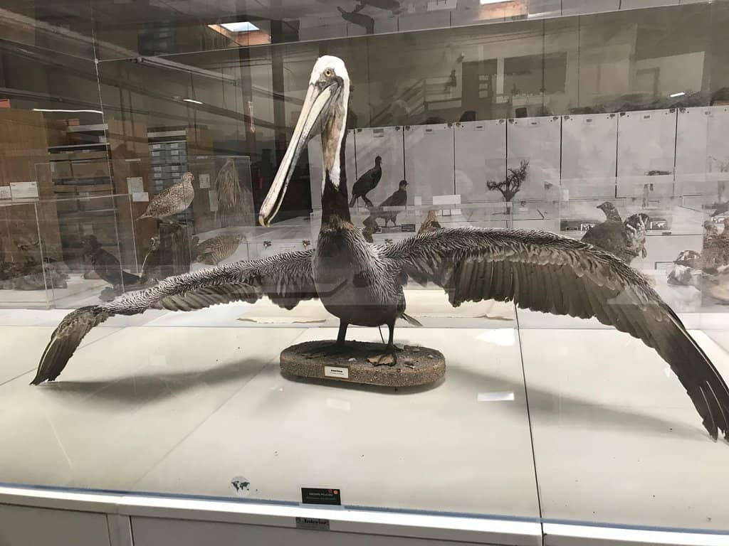 Egg-cellent Diversity