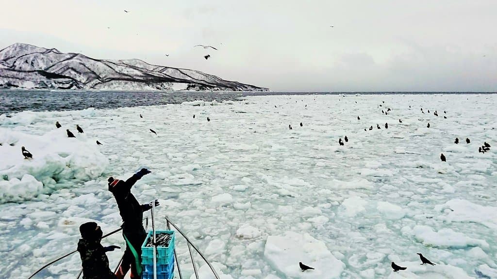 Rausu Drift Ice and Eagle Cruises
