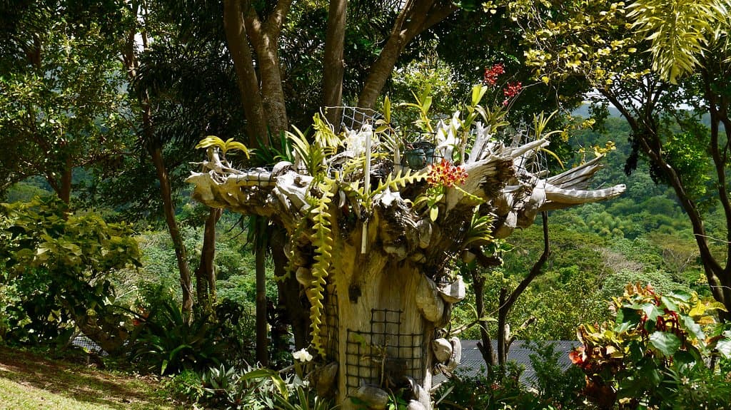 Orchids in an old tree