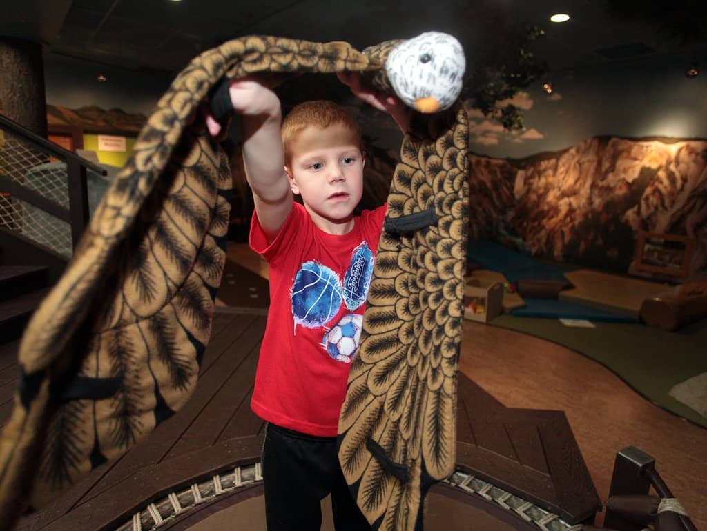 Triceratops Fossil Collection