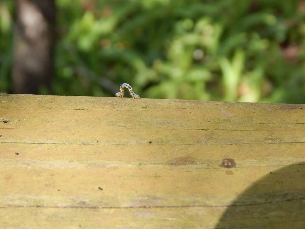 Butterfly Garden