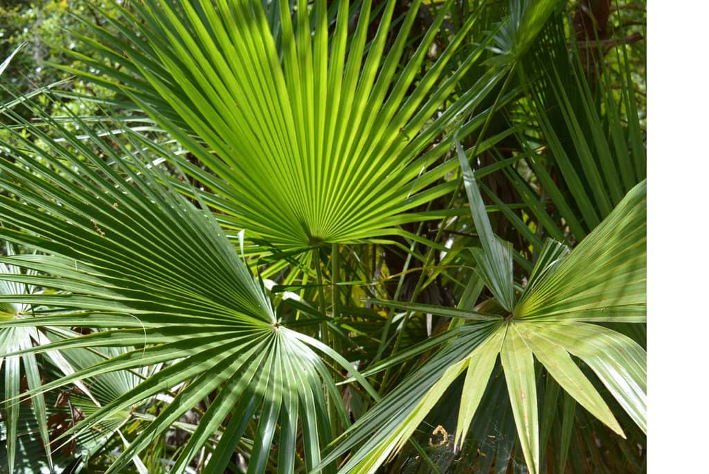 Shaded Nature Trails