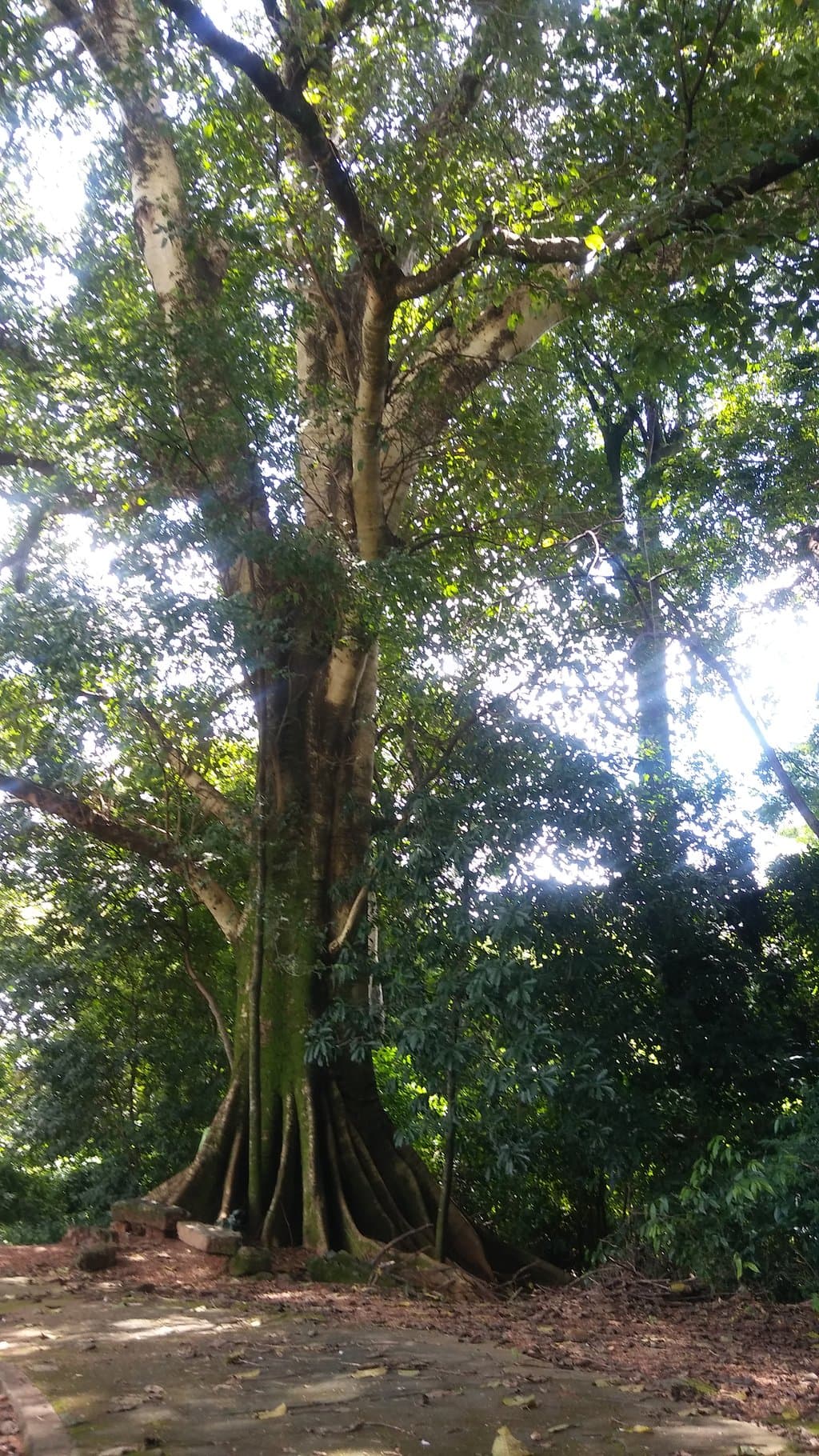 Mata do Ipê
