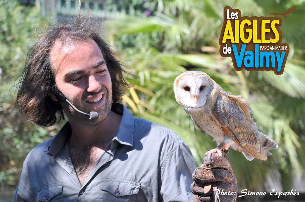 Diverse Collection of Birds