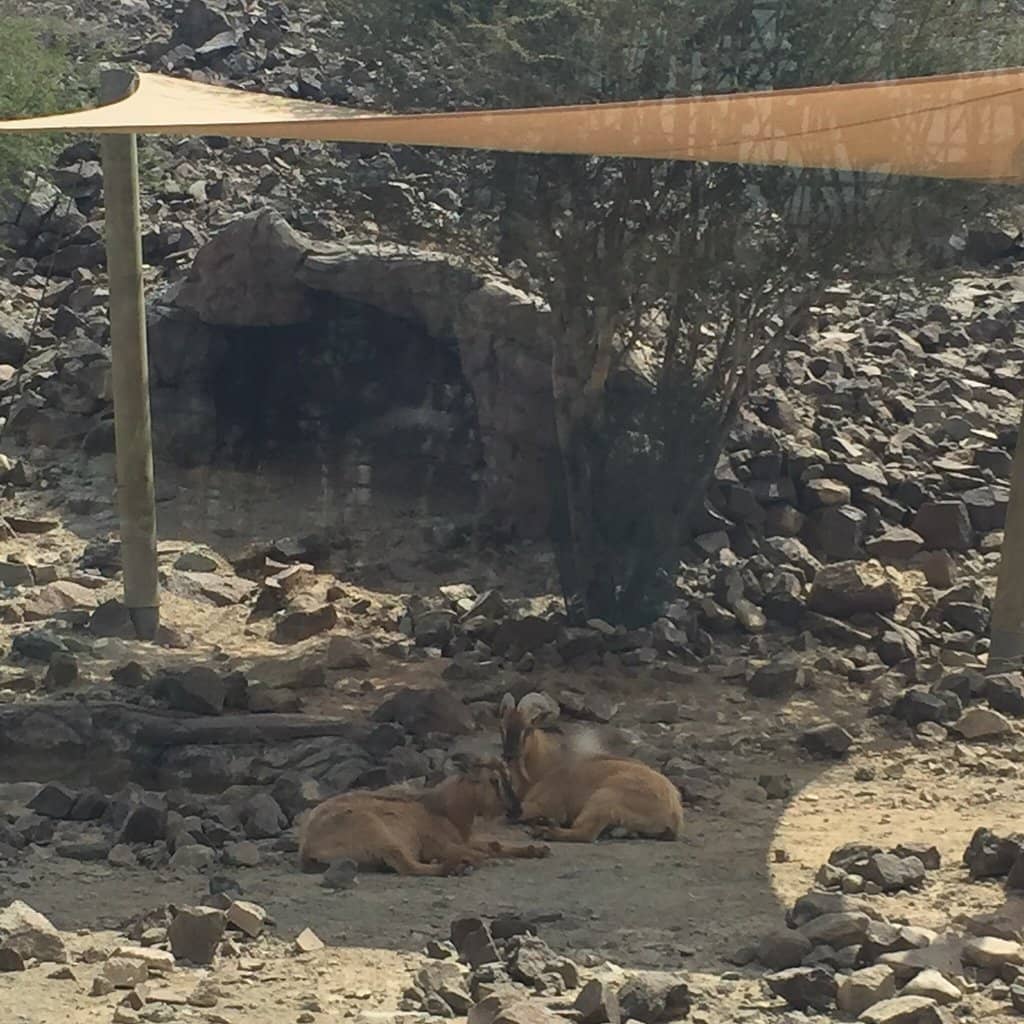 Arabian Leopard Encounter