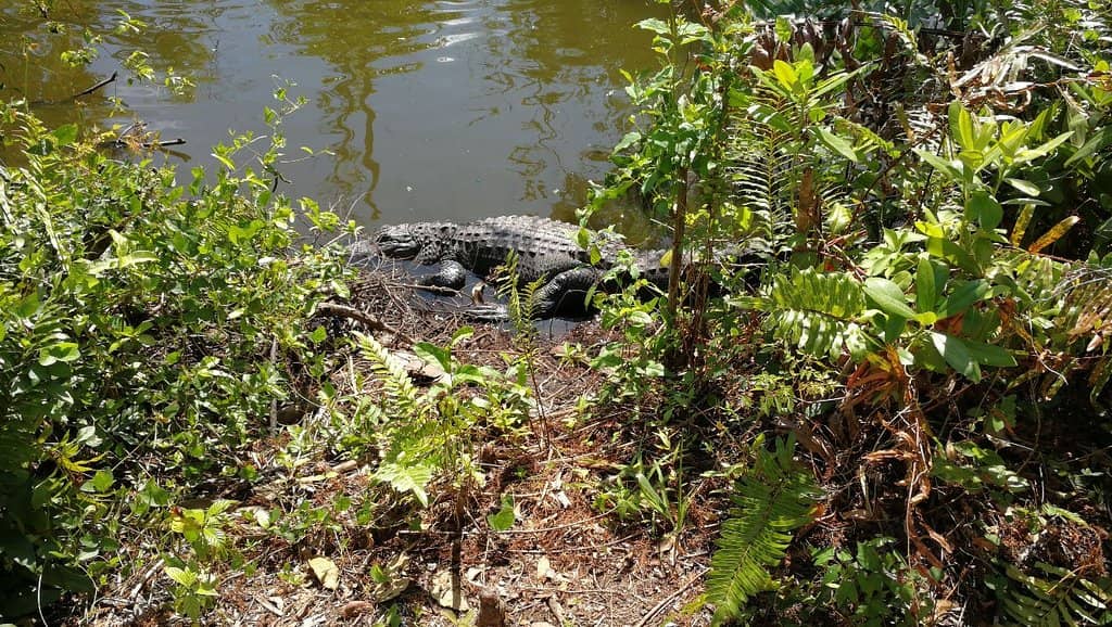 Big Cypress Bend Boardwalk