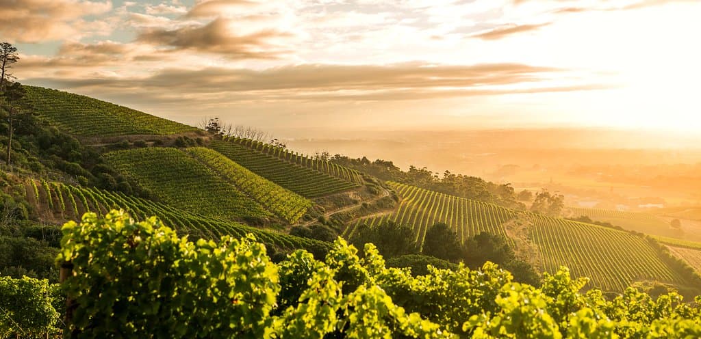 The slopes of Klein Constantia