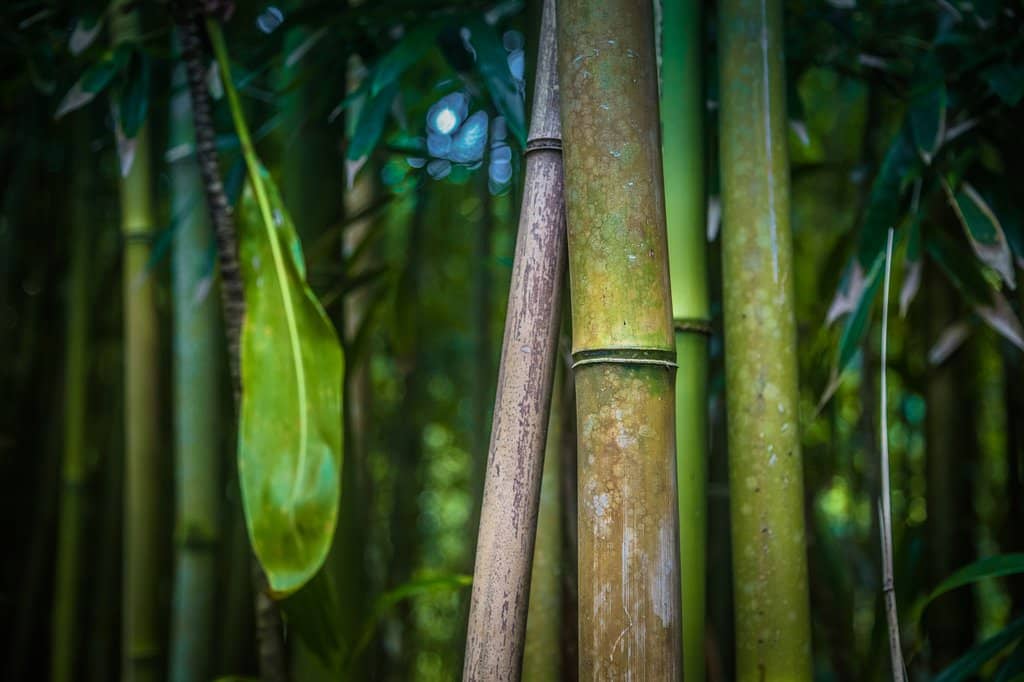 Towering Bamboo Forest