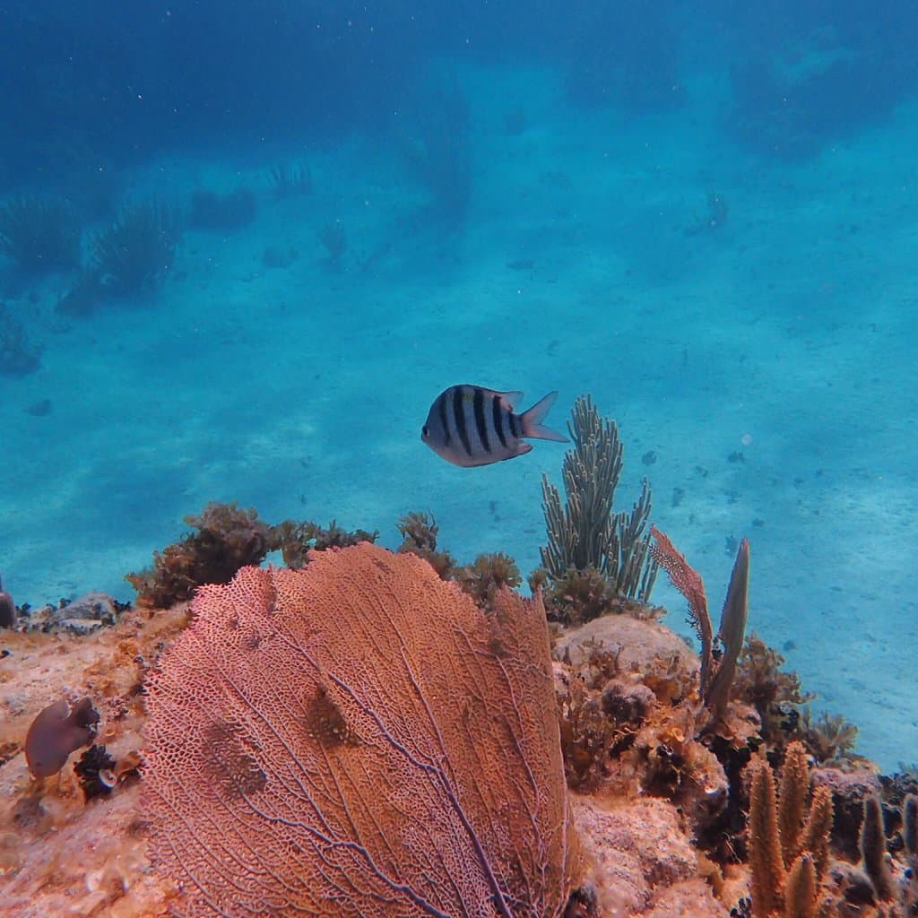 Mexico Rocks is gorgeous! Calmer than Hol Chan if you are not a strong swimmer.