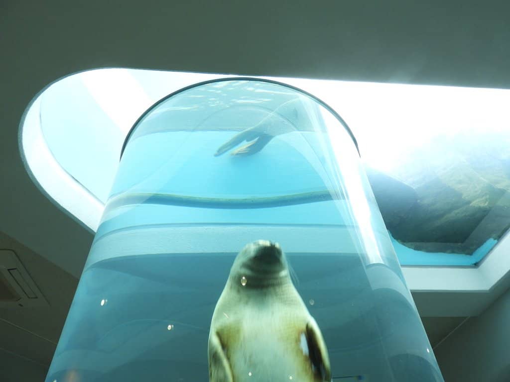 Polar Bear's Icy Playground