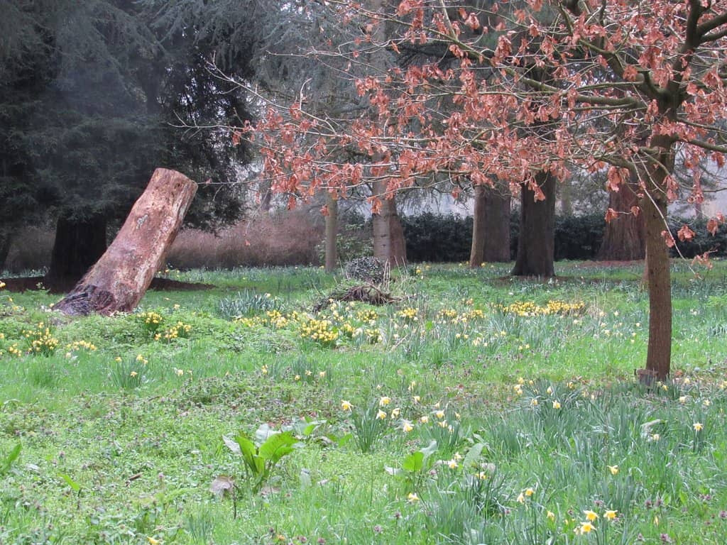 Expansive Meadows and Woodlands