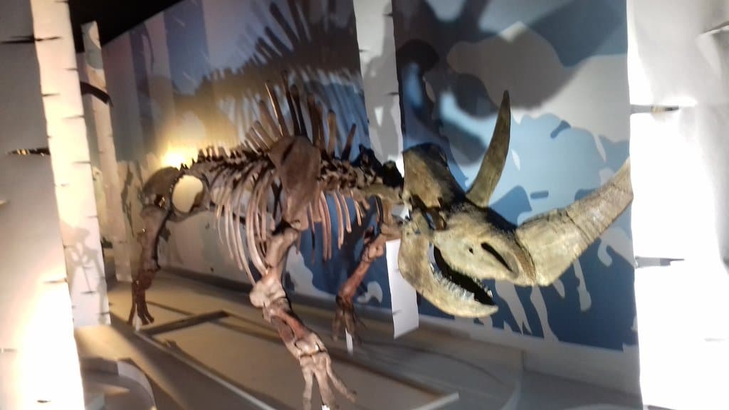 Muséum de Toulouse