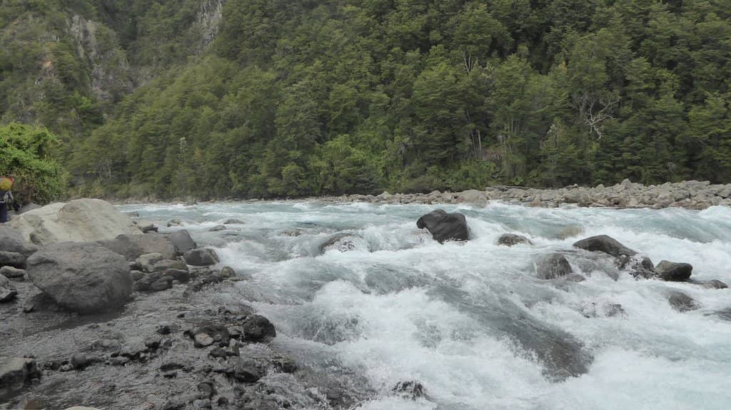 Alerce Milenario
