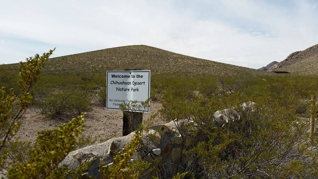 Plant Identification