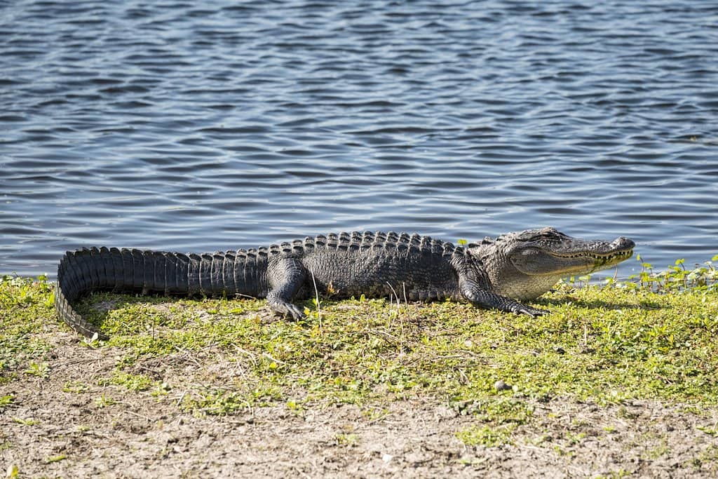 Alligator Sightings