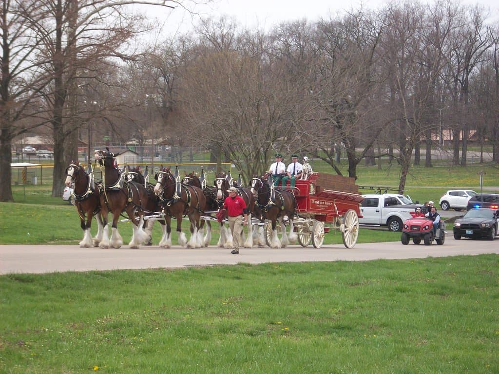 Majestic Budweiser Clydesdales on street in arena park, Cape Girardeau, MO.