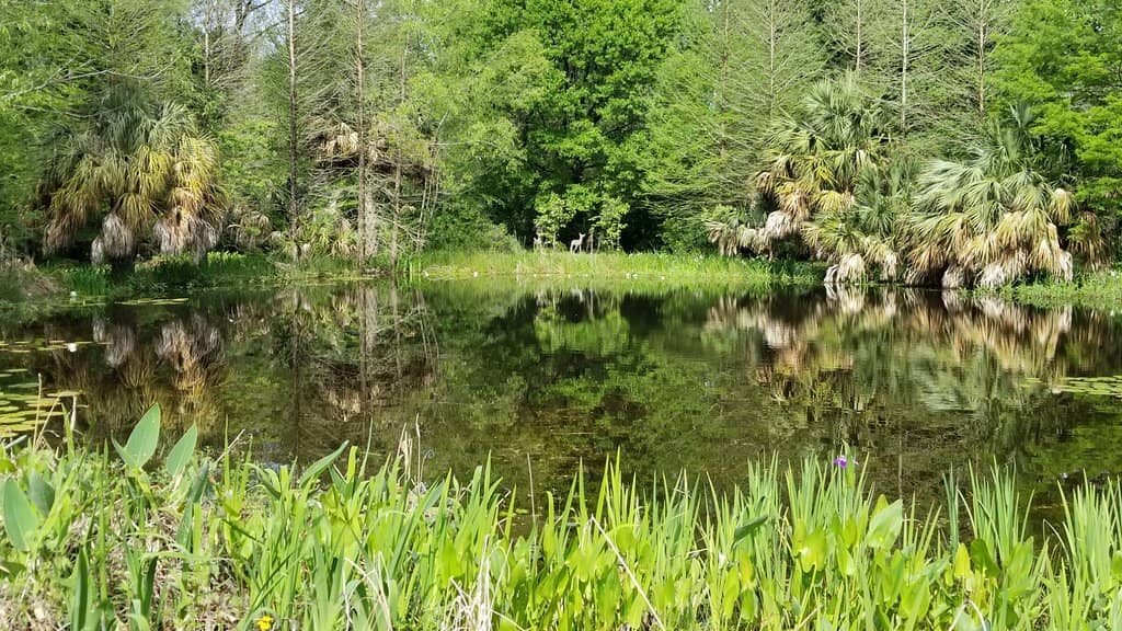 Wetlands Area