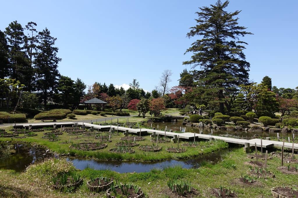 View of Mount Iwaki