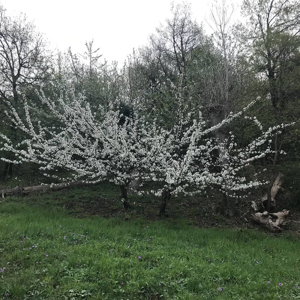 Calanchi dell'Abbadessa