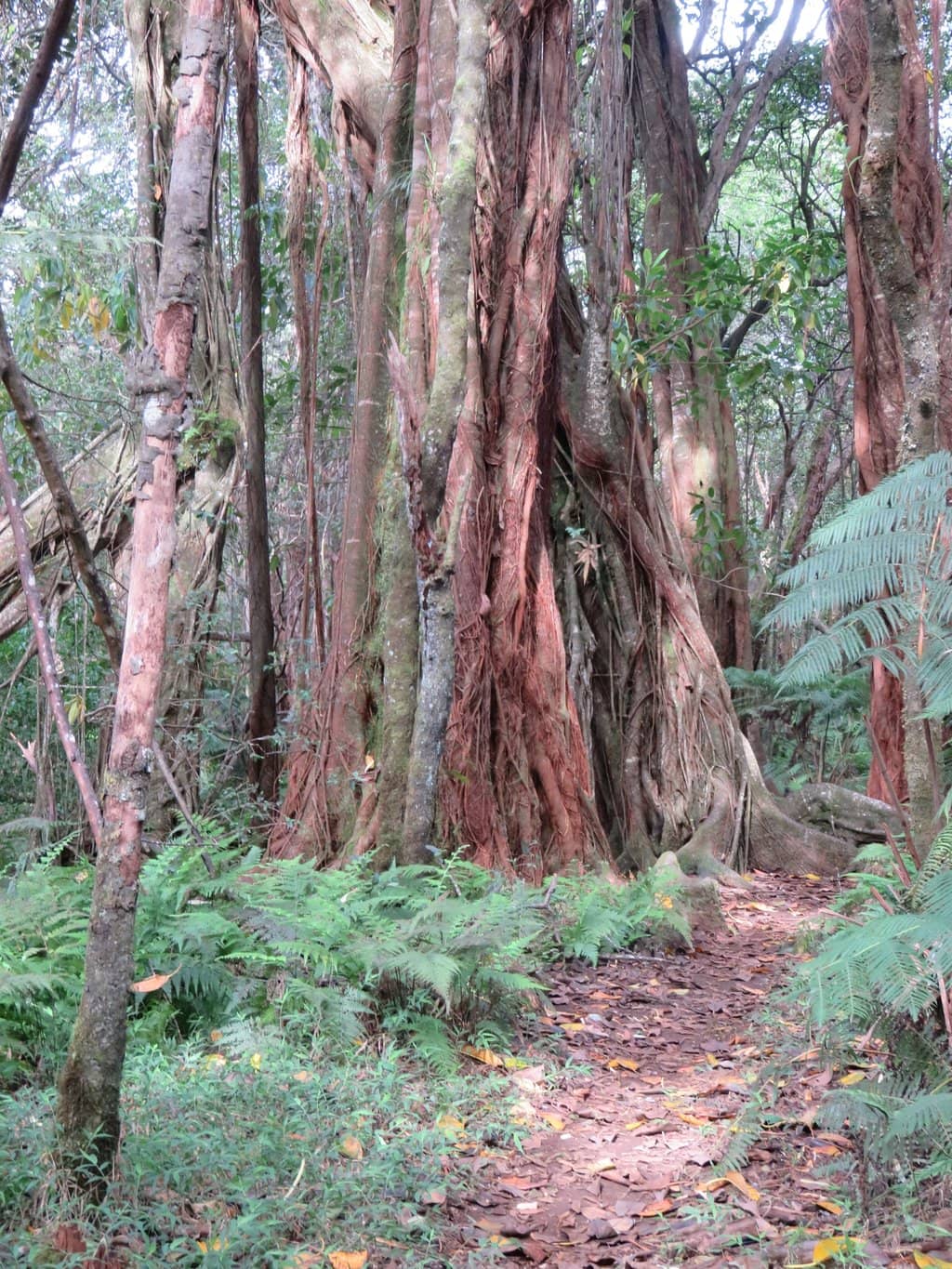 Peaceful Rainforest Setting
