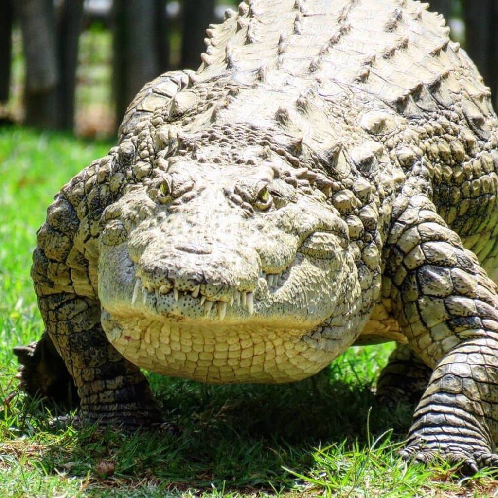 Croc City Crocodile and Reptile Park