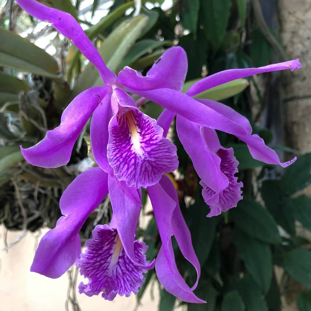 Breathtaking Orchid Selection