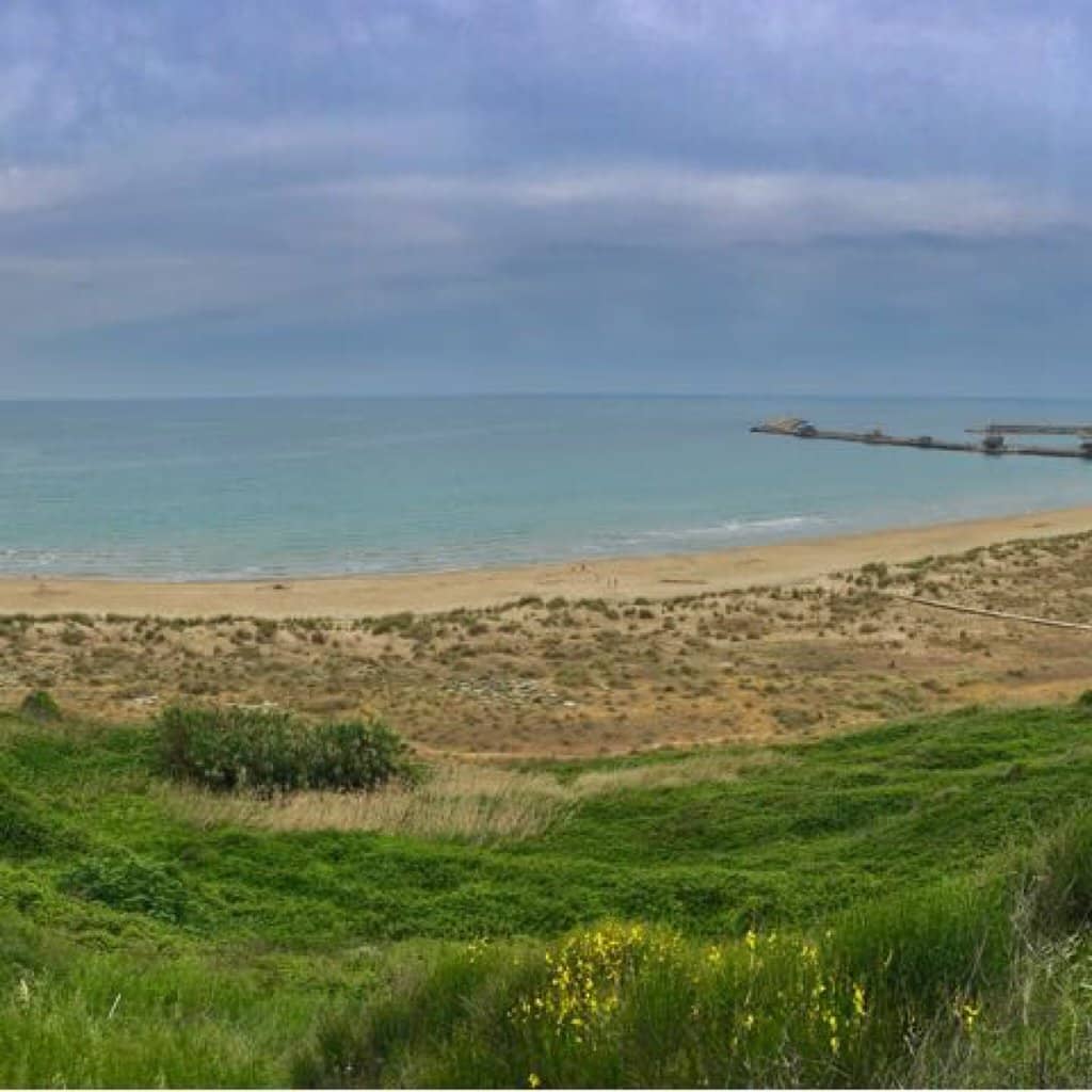 Driftwood Sculptures