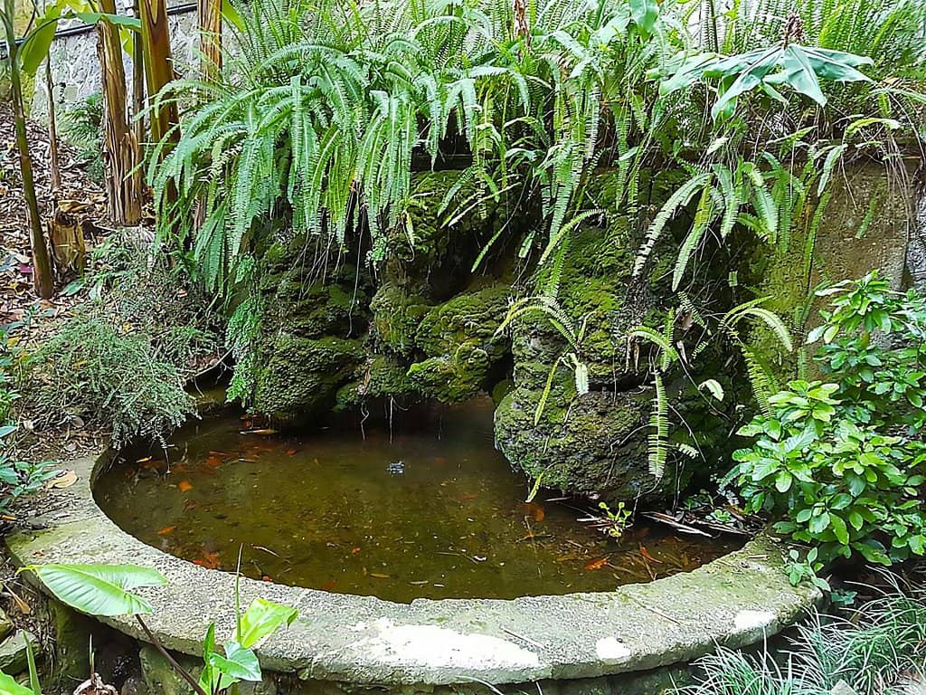 The Enchanting Lily Pond