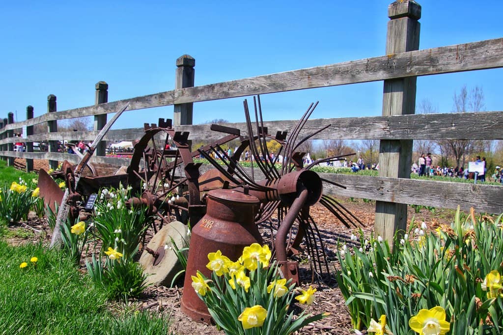 Tulip Gardens