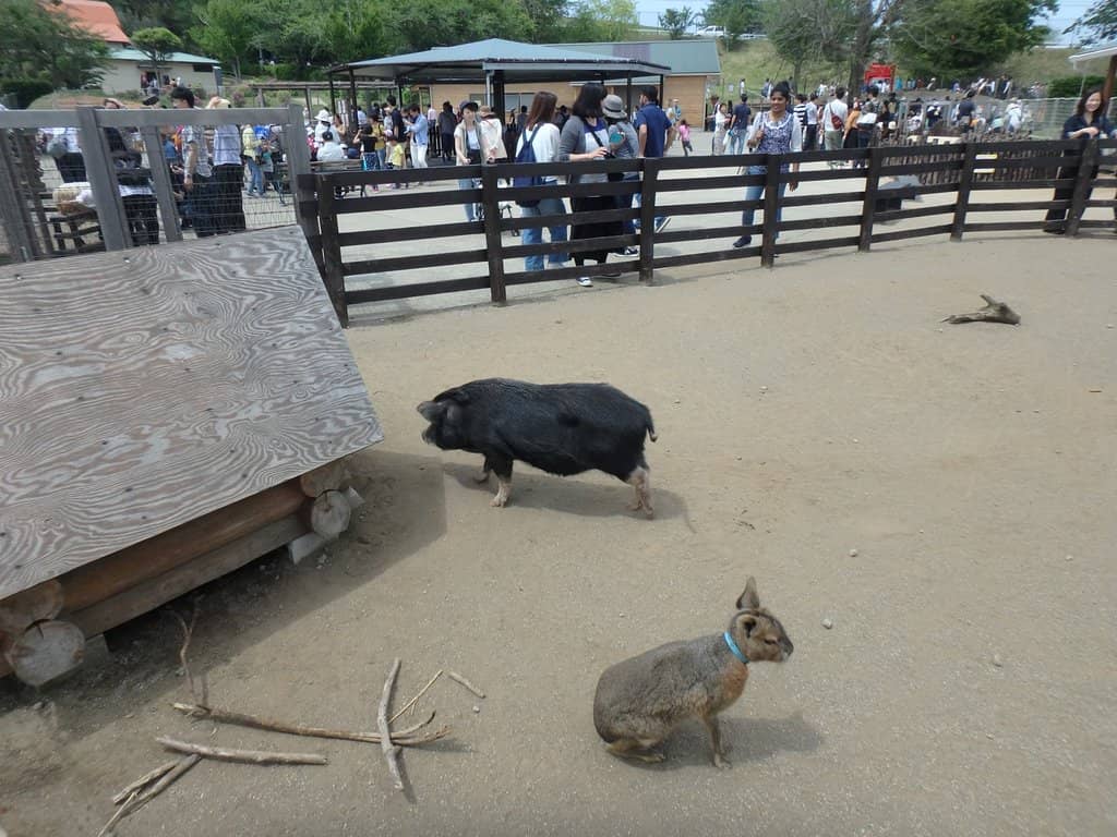 Animal Petting Areas