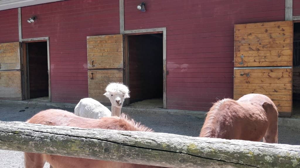 African Savannah Exhibit