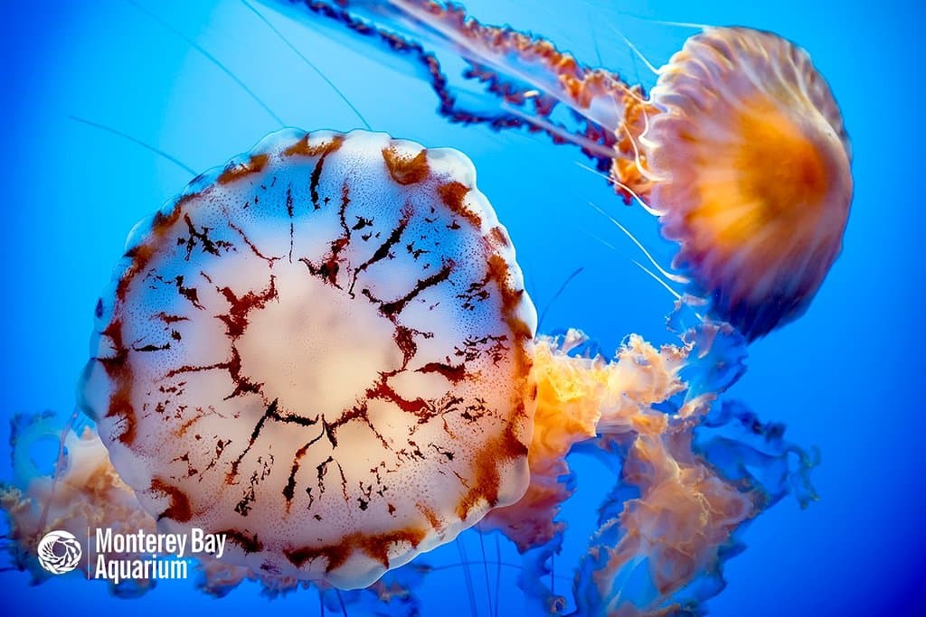 Jelly Exhibit