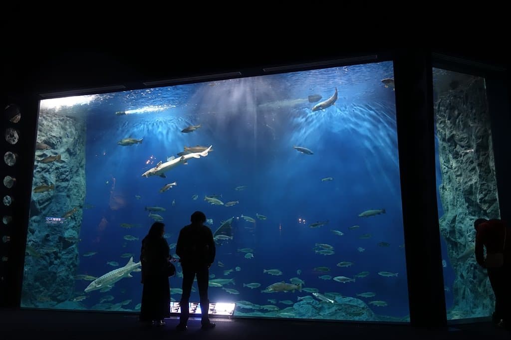 Salmon Hometown Aquarium Chitose