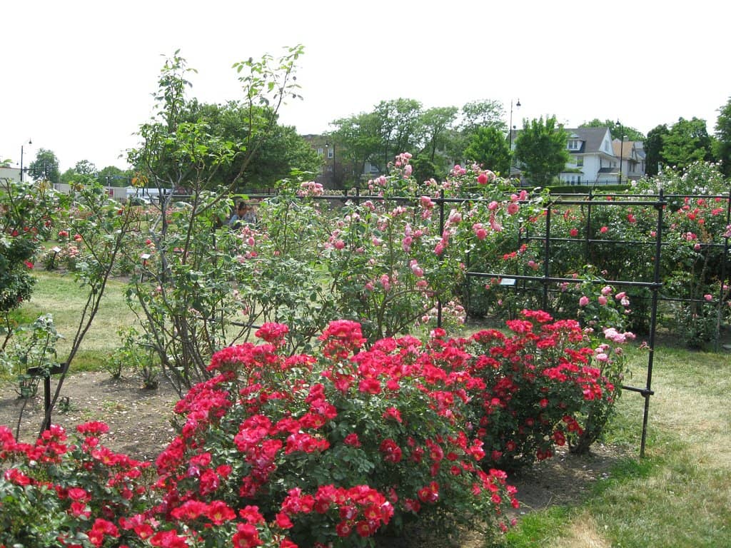 The Rose Garden
