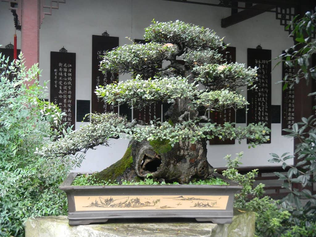 Zen Buddhism's Western Hub