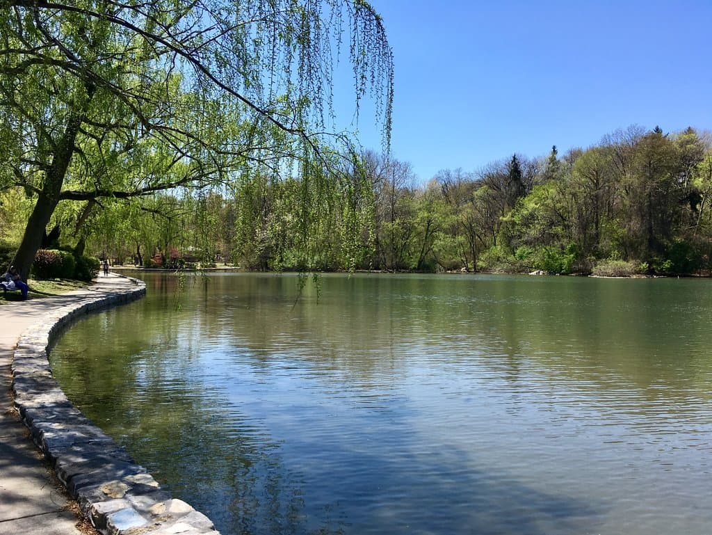 Willow on the Lake