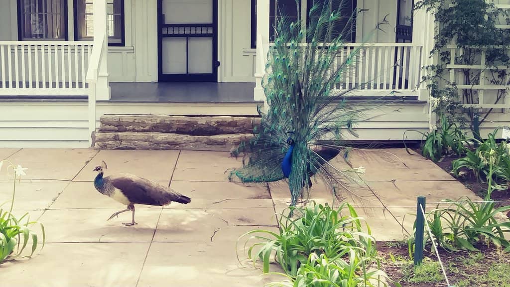 Free-Roaming Peacocks