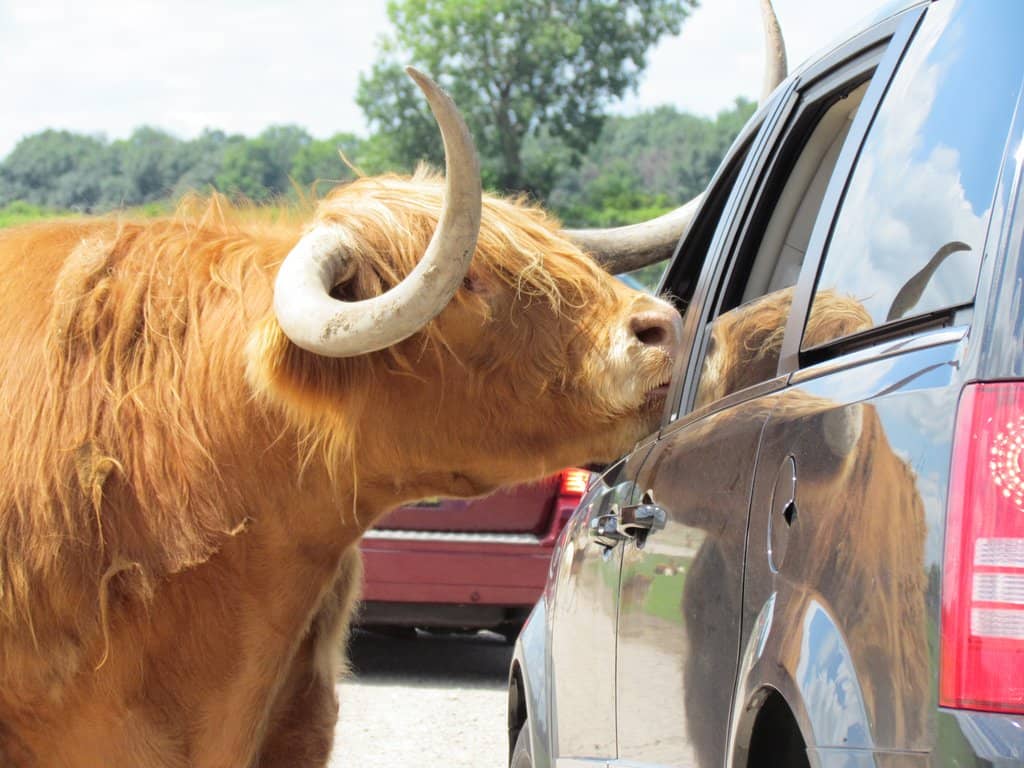Drive-Through Safari Adventure