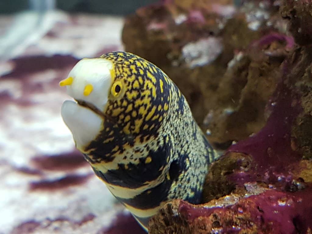 The Walk-Through Tunnel