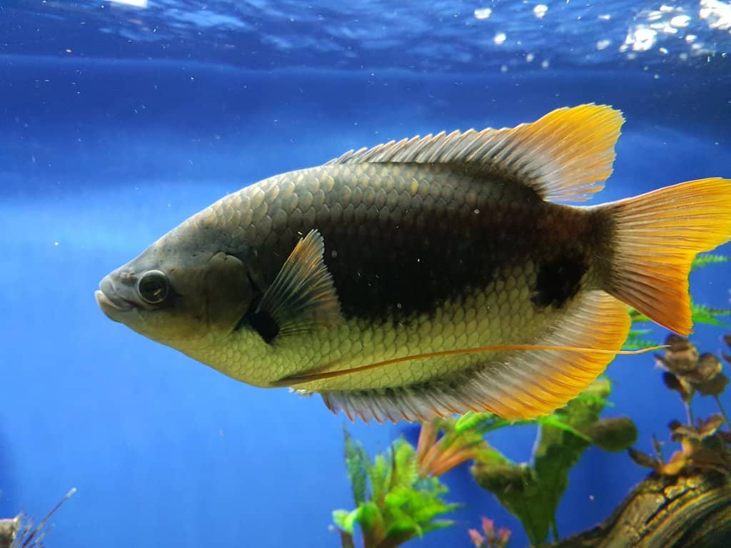 Terrestrial Animal Encounters